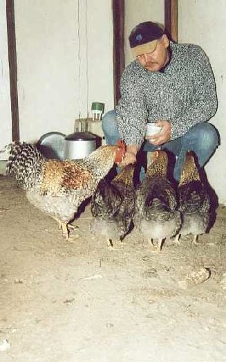 Jaklho Shiba Inu - Bas and the Bielfelder chicken breed